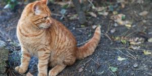 ¿Los gatos esterilizados se van de casa?