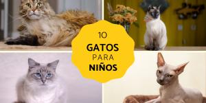 Razas de gatos para niños