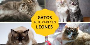 Razas de gatos que parecen leones