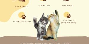 Mi gato me da manotazos: causas y qué hacer