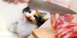 Dieta BARF o cruda para gatos - Beneficios y recetas