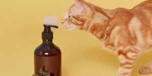 Los mejores champús en seco para gatos