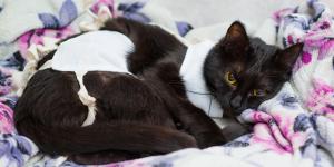 Comportamiento de una gata recién esterilizada