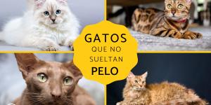 Razas de gatos que no sueltan pelo