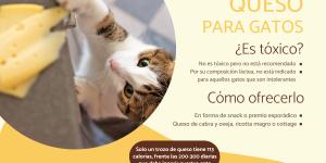 ¿Los gatos pueden comer queso?