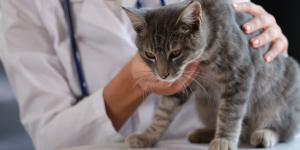 Mi gato respira mal y no come: causas y qué hacer