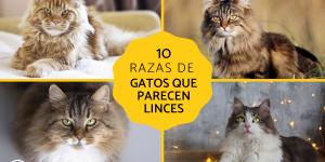 Razas de gatos que parecen linces