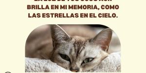 Frases para gatos fallecidos