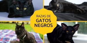 Razas de gatos negros