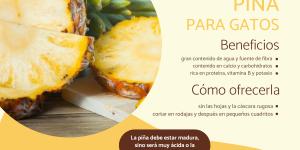 ¿Pueden comer piña los gatos?