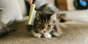 Cómo cepillar a un gato