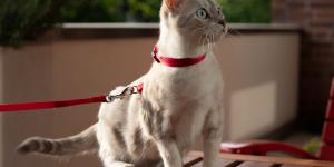 Los mejores arneses para gatos