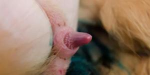 Cómo es el pene de un gato