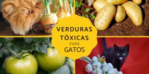 Verduras tóxicas para gatos