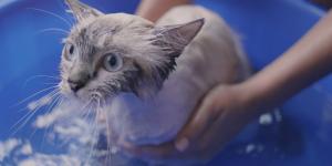 ¿Se puede bañar a un gato sin vacunas?