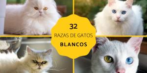 Razas de gatos blancos