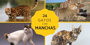 Razas de gatos con manchas