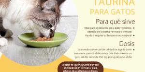 Taurina en gatos: importancia, deficiencia y cómo ofrecerla