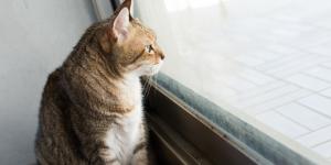 Cómo acostumbrar a un gato a no salir de casa