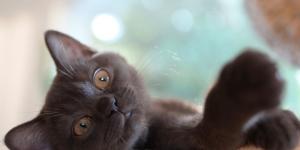 Cuándo un gato es adulto