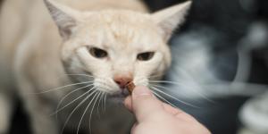 Cómo hacer chuches para gatos caseras