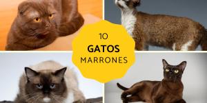 Razas de gatos marrón