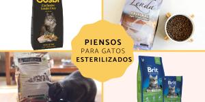 Los mejores piensos para gatos esterilizados