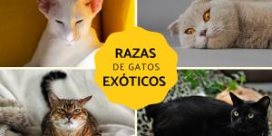 Razas de gatos exóticos