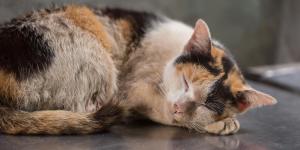 Pelo apelmazado en gatos: causas y qué hacer