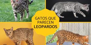 Razas de gatos que parecen leopardos