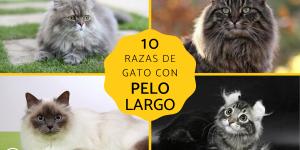 Razas de gatos de pelo largo