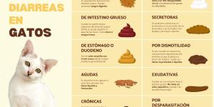 Tipos de diarrea en gatos