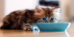 Cuál es la mejor comida para gatos