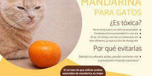 ¿Los gatos pueden comer mandarina?