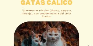 Gatos calicó: significado y características