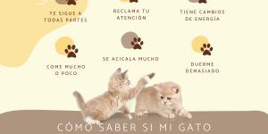 Cómo saber si mi gato quiere otro gato