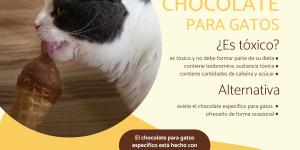 ¿Los gatos pueden comer chocolate?