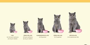 Cuánto come un gato