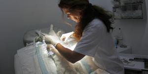 Cuándo se puede castrar a un gato