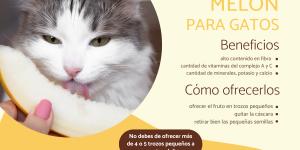 ¿Los gatos pueden comer melón?