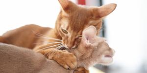 Ventajas e inconvenientes de tener dos gatos