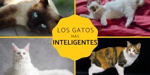 Razas de gatos más inteligentes
