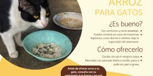 ¿Los gatos pueden comer arroz?