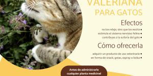 Valeriana para gatos: dosis, efectos y usos
