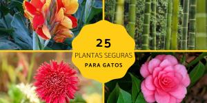 Plantas seguras para gatos