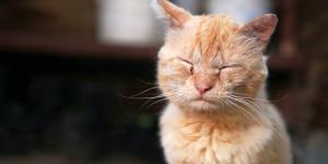 Remedios caseros para el asma en gatos