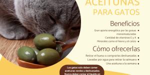 ¿Los gatos pueden comer aceitunas?