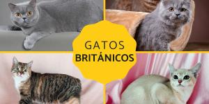 Razas de gatos británicos