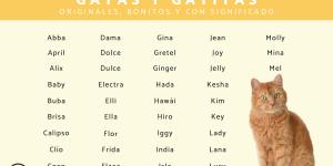 Nombres para gatas originales