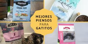 Los mejores piensos para gatitos